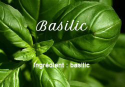 Basil