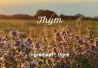 Thyme