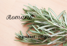 Romarin