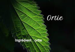 Nettle