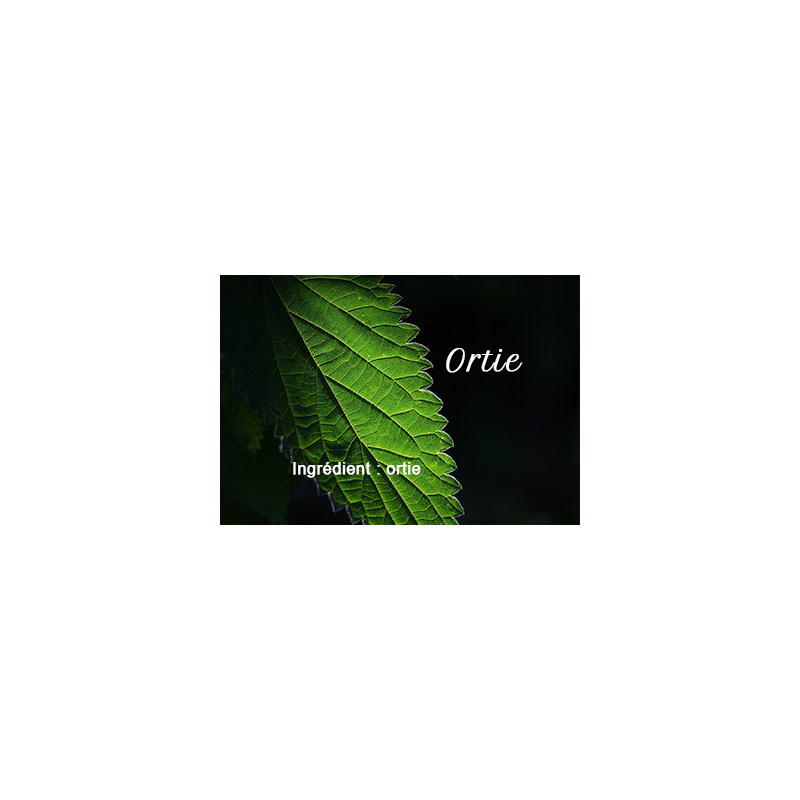 Nettle
