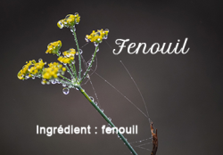 Fenouil