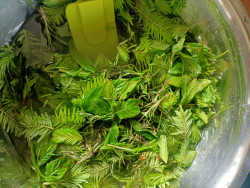 Plant syrup