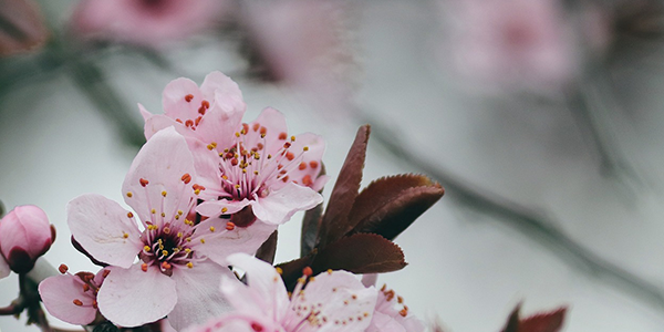 Japon